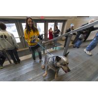 Fans arrive for Milwaukee Admirals' Purina Dog Day Afternoon