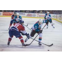 Kelowna Rockets race to the puck vs. the Tri-City Americans
