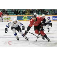 Prince George Cougars and Victoria Royals chase the puck