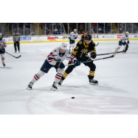 Springfield Thunderbirds' Jakub Vrana versus Providence Bruins' Michael Callahan