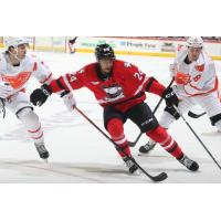 Charlotte Checkers' Justin Sourdif in action