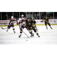 Peterborough Petes' Cam Gauvreau versus Sarnia Sting's Zach Filak