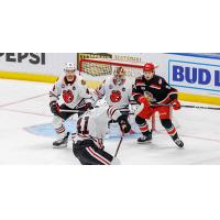 Grand Rapids Griffins look for a score against the Rockford IceHogs