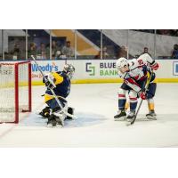 South Carolina Stingrays' Ivan Lodnia in action