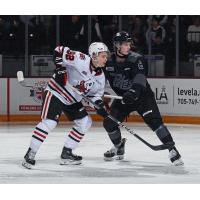 Niagara IceDogs' Ivan Galiyanov and Peterborough Petes' Liam Ladds on game night