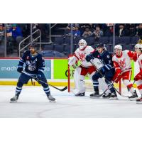 Grand Rapids Griffins defend against the Manitoba Moose