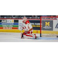 Grand Rapids Griffins goaltender Carter Gylander