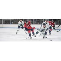 South Carolina Stingrays forward Max Novak vs. the Florida Everblades