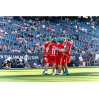 Whipsnakes huddle up